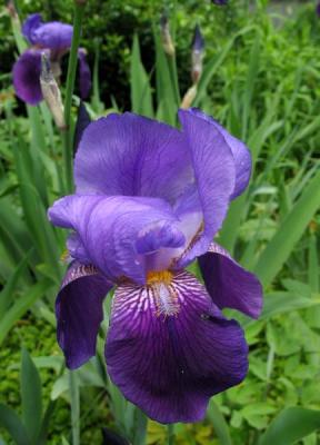 Beautiful Iris