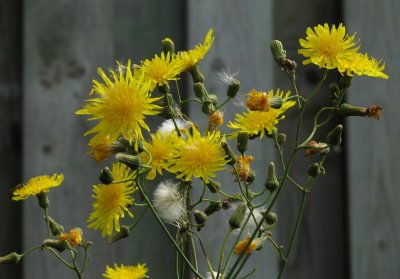 Tangle Of Weeds