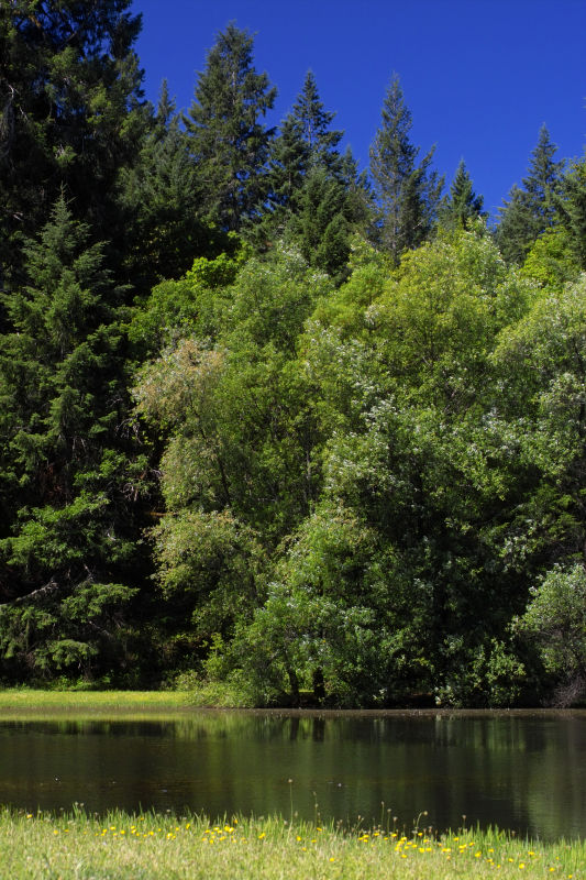 mosquito pond