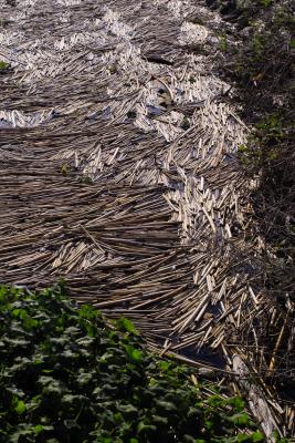 g4/93/139493/3/61002870.IMG03850stalks.jpg