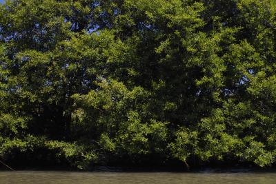 riverside foliage 