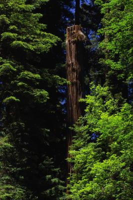sequoia semper virens