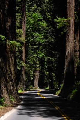 redwood_highway