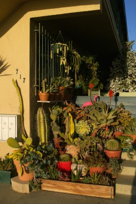 succulent garden