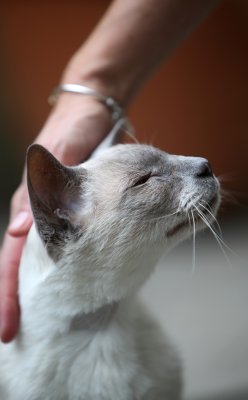 IMG_9920v2.jpg