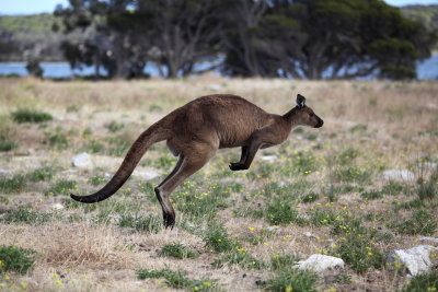 Kangaroo Island, January 2012