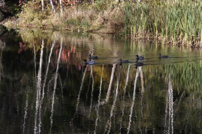 Ducks in pond.jpg