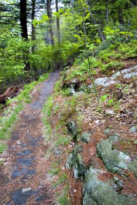 Path-to-the-Lily-Pond.jpg