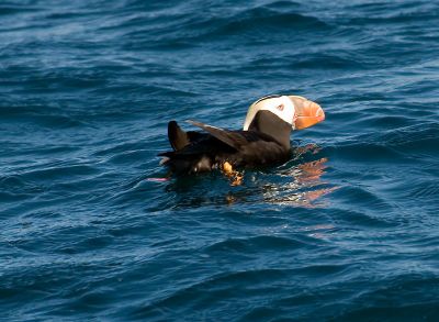 Puffin