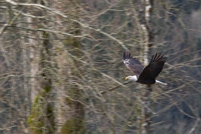 Bald Eagle