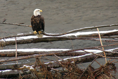 Along the Nooksack River