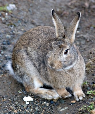 Semi-Tame Rabbits