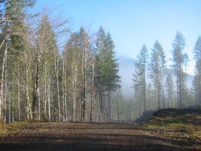 Burning the fog off