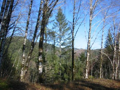Sunny trees
