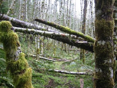 Lots of trees down