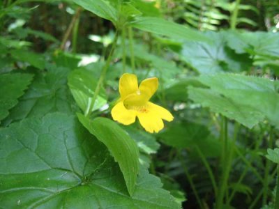 Wild flower