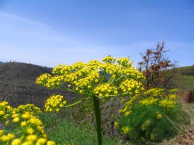 flower-klickitat-canyon.jpg