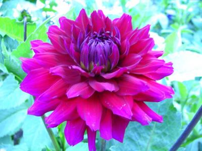 dahlia2.jpg