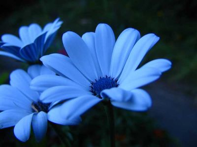 white-flower.jpg