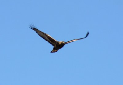Not sure but I think this is a Golden Eagle