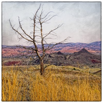 A tree against a painted sky