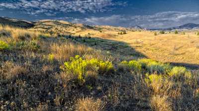 Low sun across the scrub