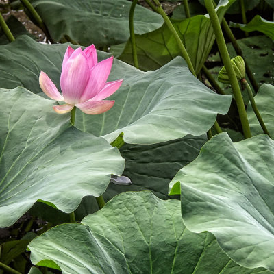 Lotus @ Summer Palace, Beijing