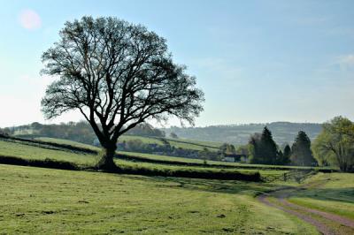 Devon: Tree and Road