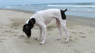 img_2099_std.jpg