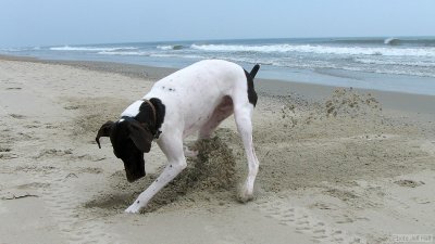 img_2100_std.jpg