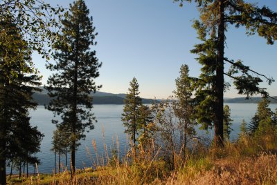 trees at Coeur d'Alene lake