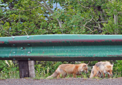 foxes cropped