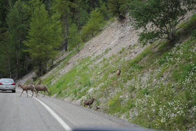 mountain sheep in the road