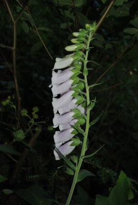 foxglove
