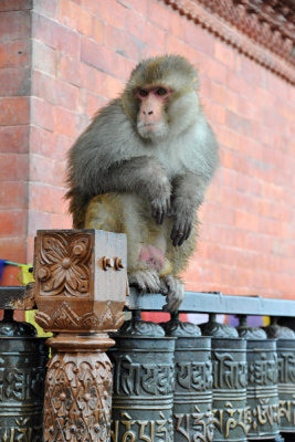 Wet monkey on the prayer wheels at Swayambhunath