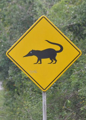 Coatimundi - Guatemala