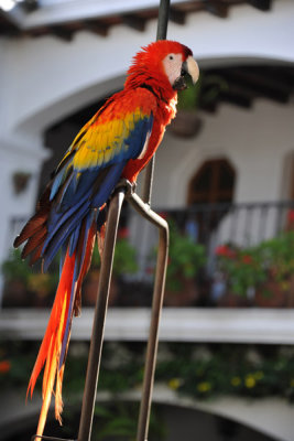 Scarlet Macaw, Hotel Santo Toms