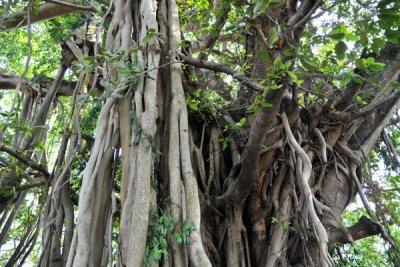 Banyan Trees along Albert Crescent in Cinnamon Gardens, Colombo