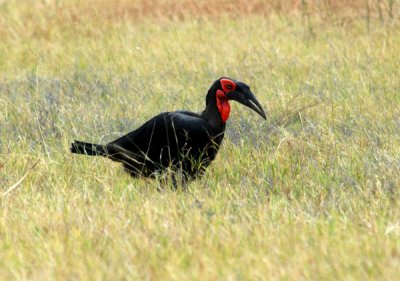 Ground Hornbill - our first spot of a very productive afternoon drive from Khwai River airstrip to our campsite at Sable Alley