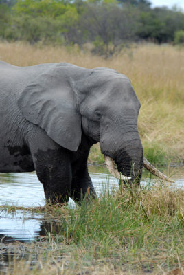 BotswanaJun12 0093.jpg