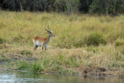 Red Lechwe, Okavango Delta