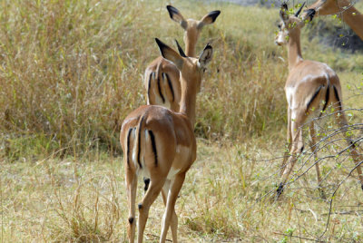 Impala, the fast food of Southern Africa - note the M markings