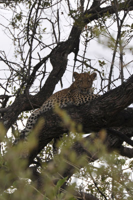 Leopard cub in a tree
