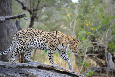 BotswanaJun12 0210.jpg