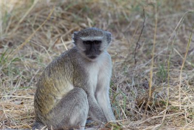 Vervet Monkey outside our campsite as we begin the second drive of day 1 