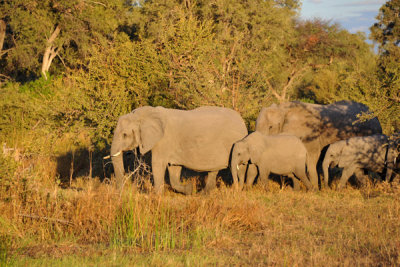 A small herd of elephants as sunset approaches