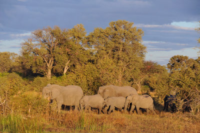 Elephants in the late afternoon, Okavango Delta