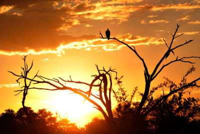Vulture in a tree at sunset