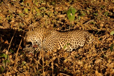 BotswanaJun12 0328.jpg