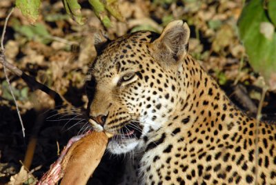 BotswanaJun12 0367.jpg